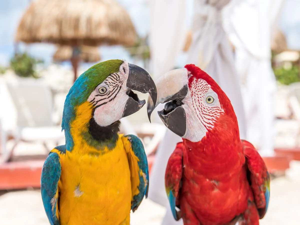 Śladami Majów i Azteków