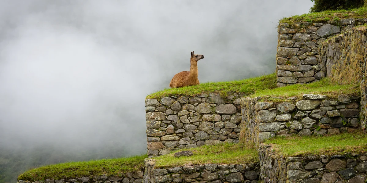 W cieniu Machu Picchu
