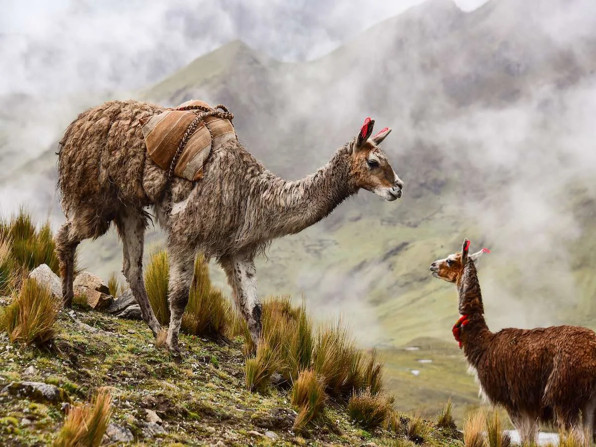 W cieniu Machu Picchu