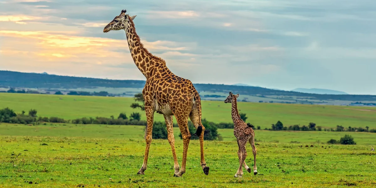 Południowoafrykańskie safari