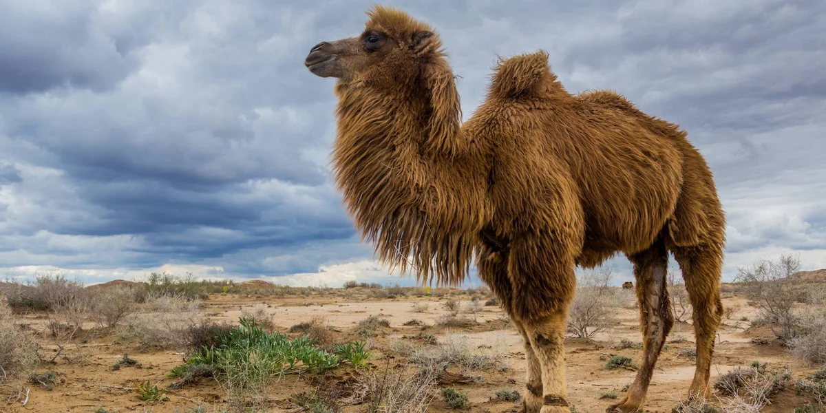Miasta Jedwabnego Szlaku