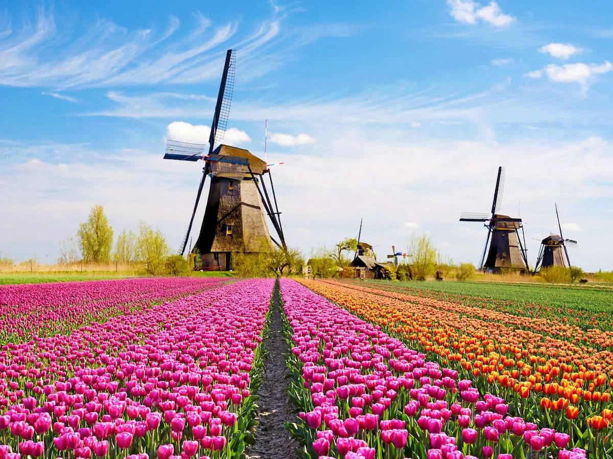 W krainie wiatraków