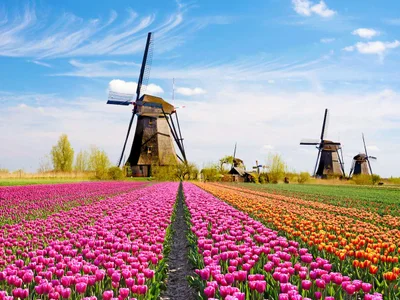 W krainie wiatraków