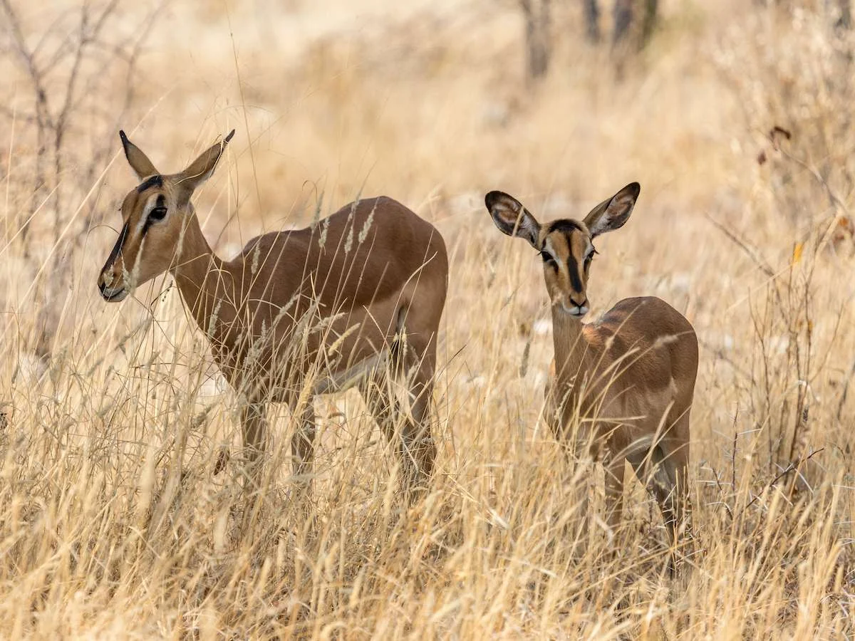 Z wizytą u Masajów
