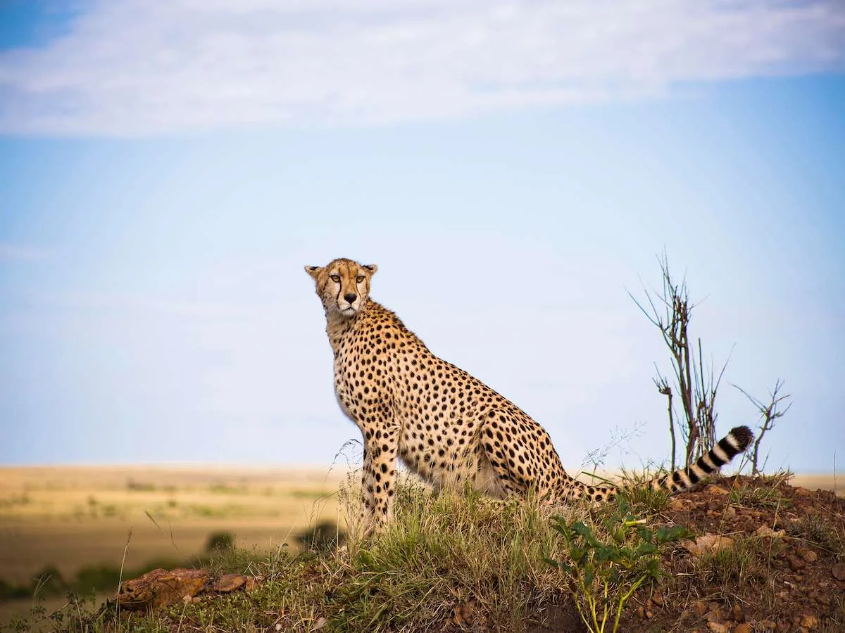 Z wizytą u Masajów