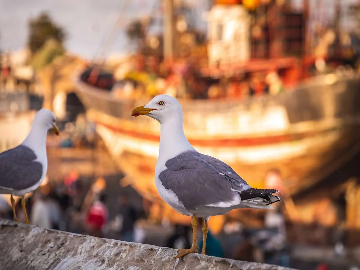 Pustynna kraina Berberów