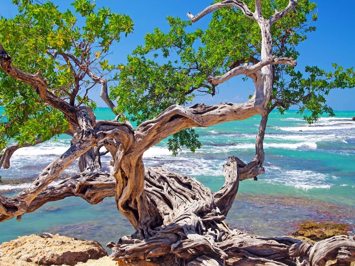 Z wizytą u Boba Marleya