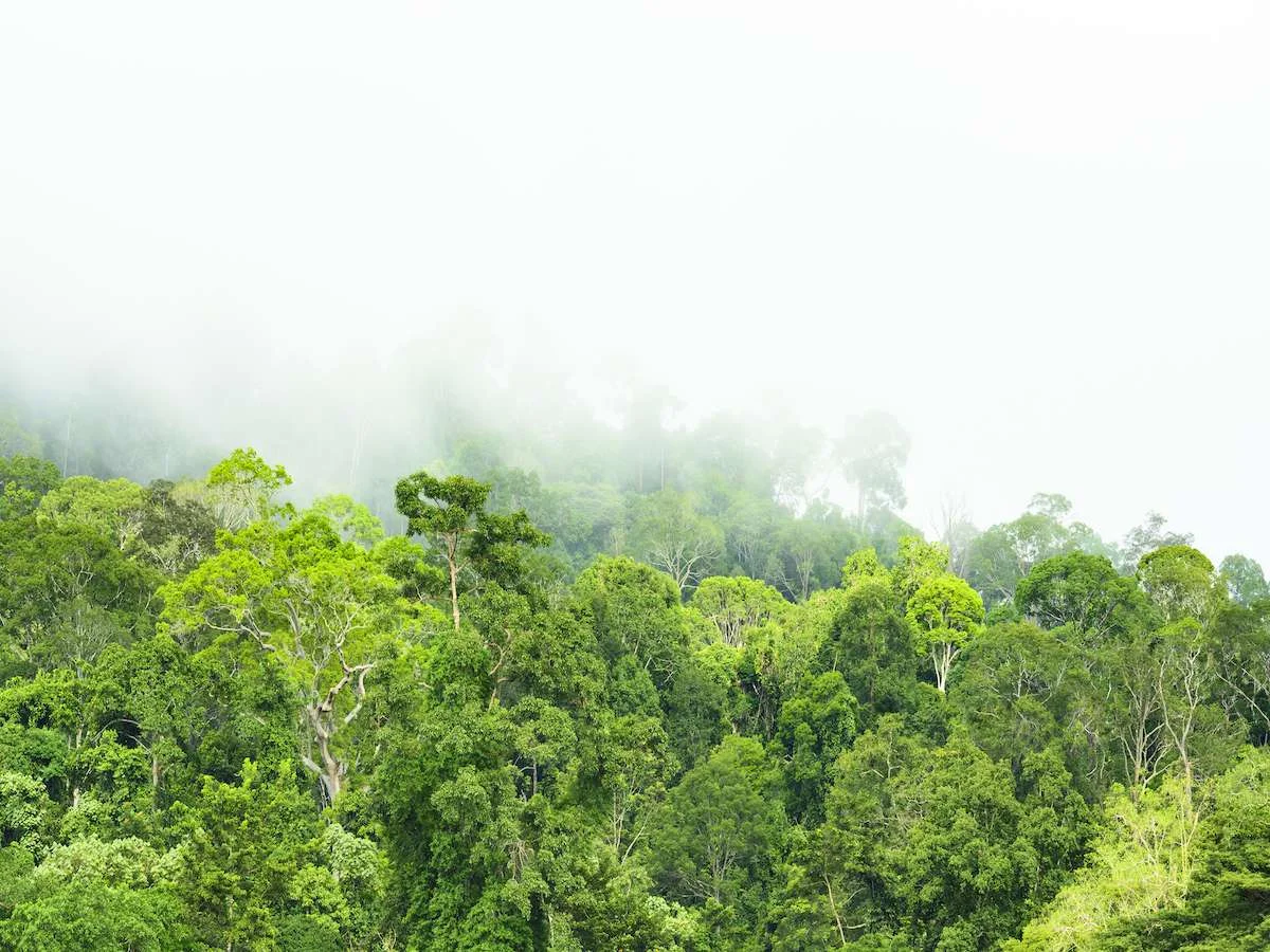 Uroki azjatyckich tygrysów