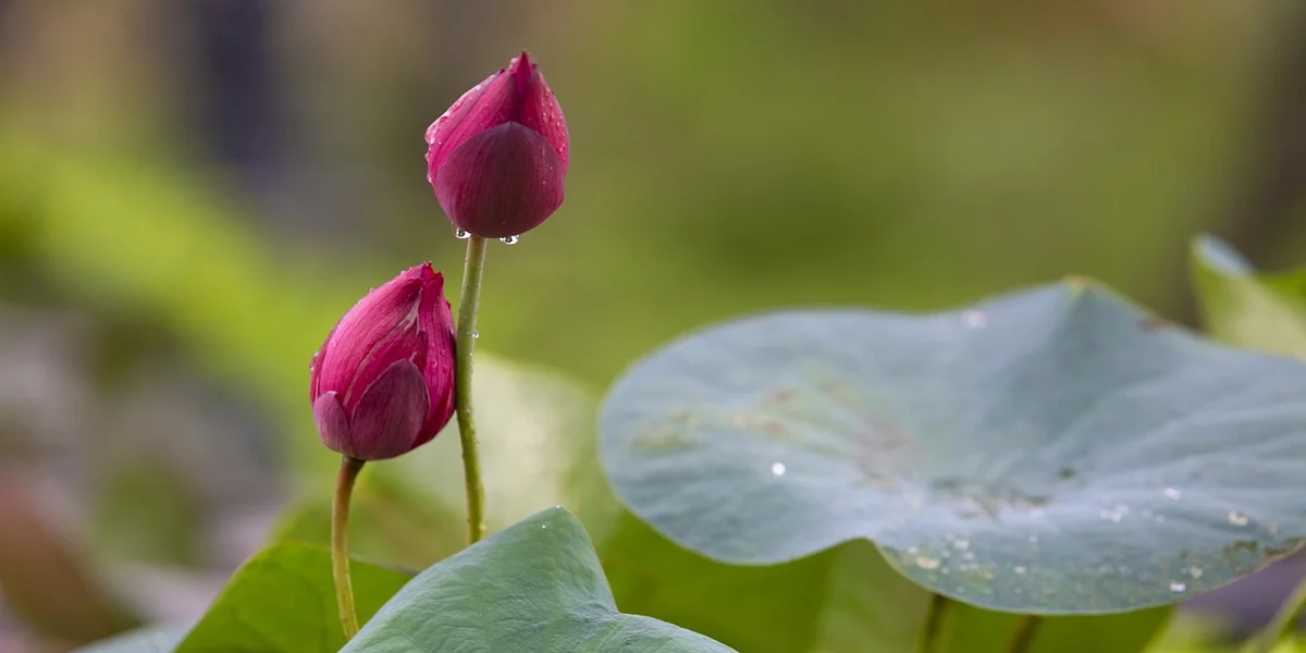 Perła dalekiego wschodu