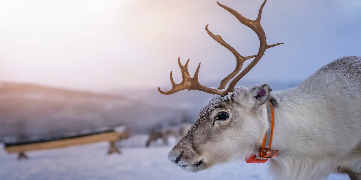 Laponia i Wioska św. Mikołaja