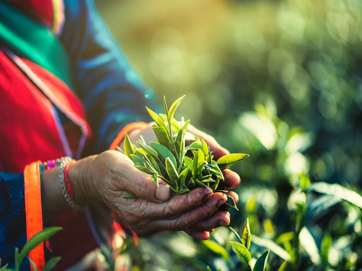 Metropolie Półwyspu Malajskiego