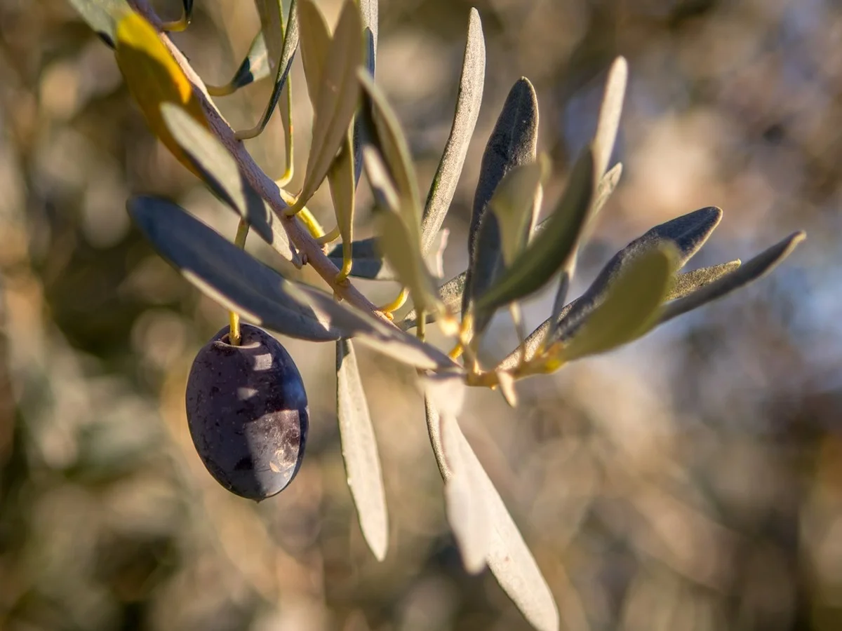 Skarby Starożytnej Grecji