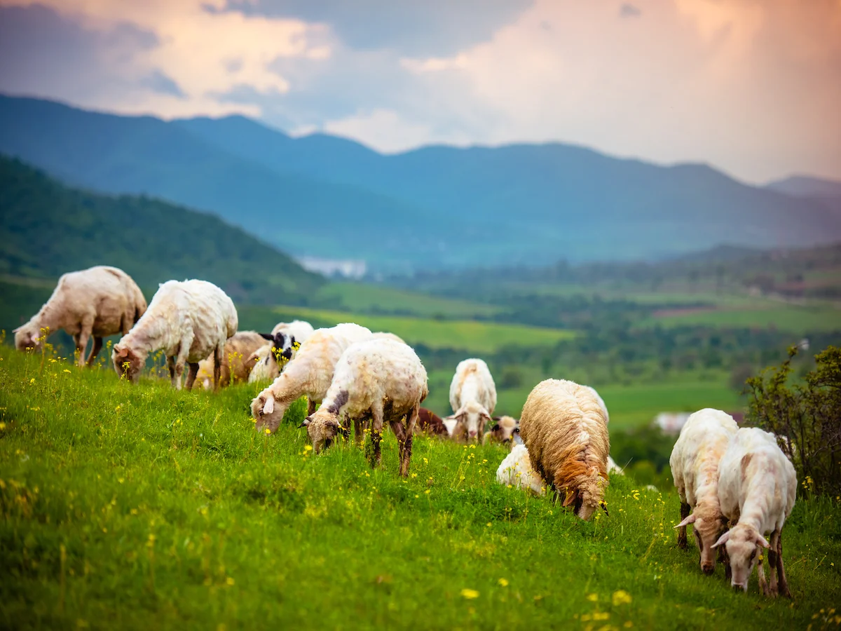 Kraj winem płynący