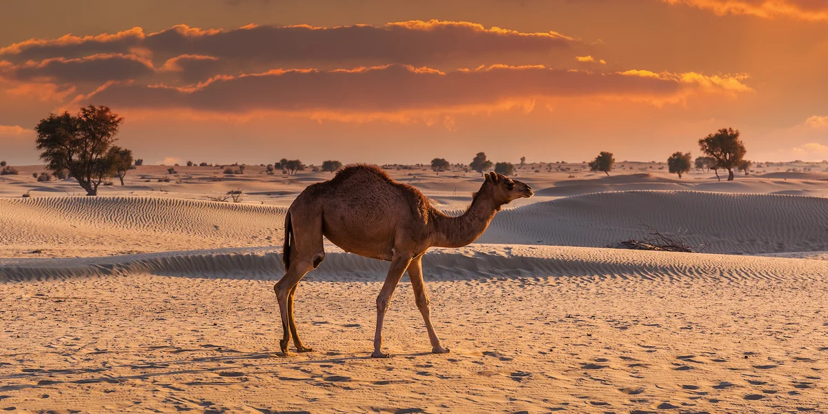 Rejs po Zatoce Perskiej