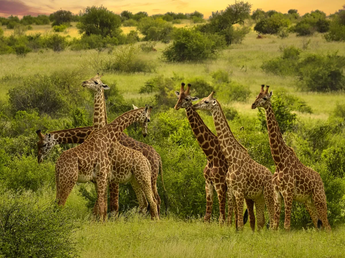 Safari w Sercu Afryki