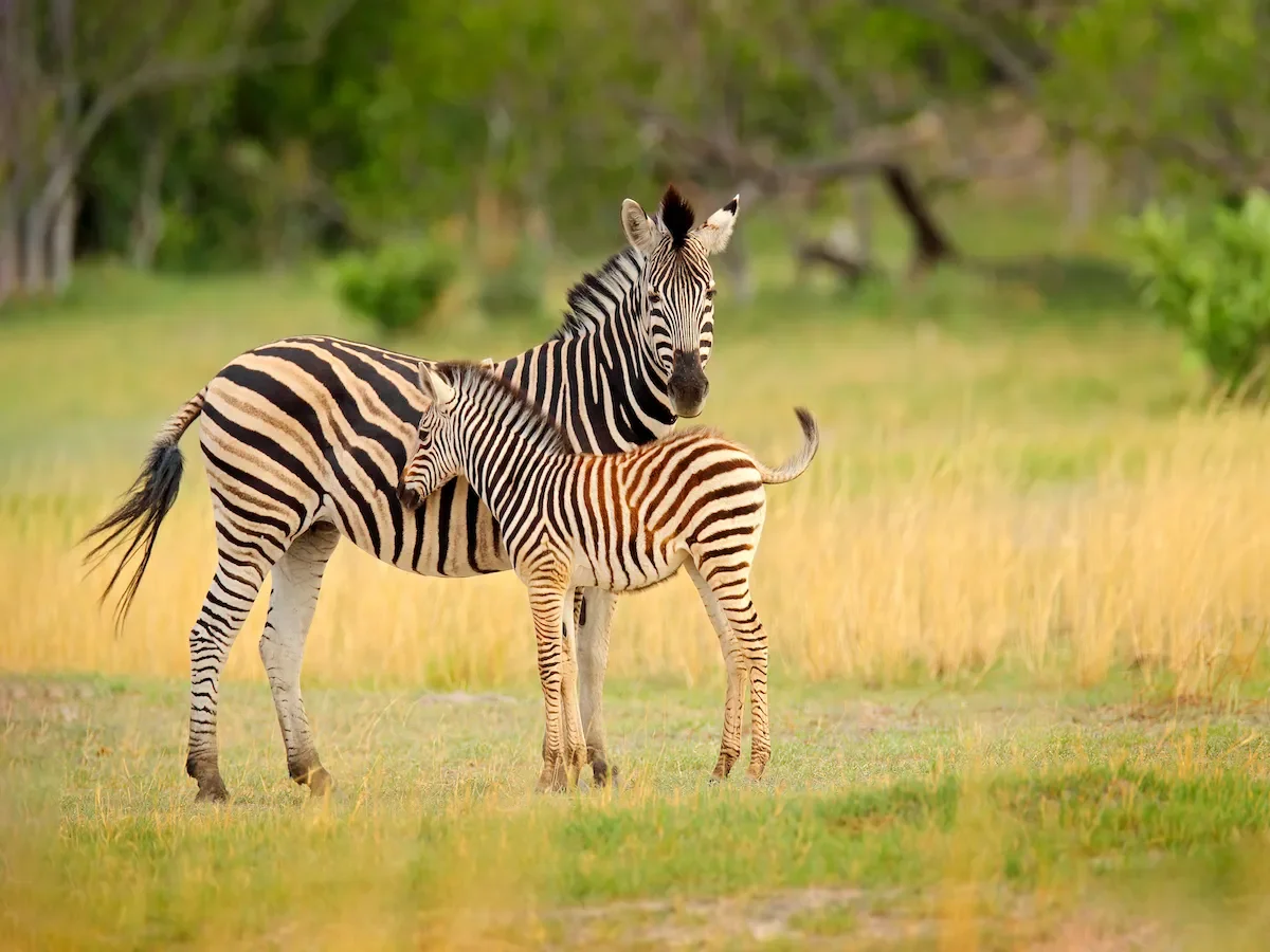 Safari w Sercu Afryki