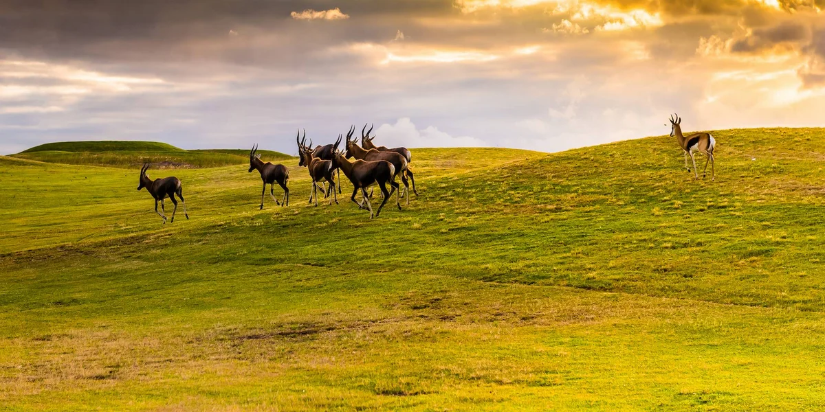 PRETORIA - LION PARK - LESEDI