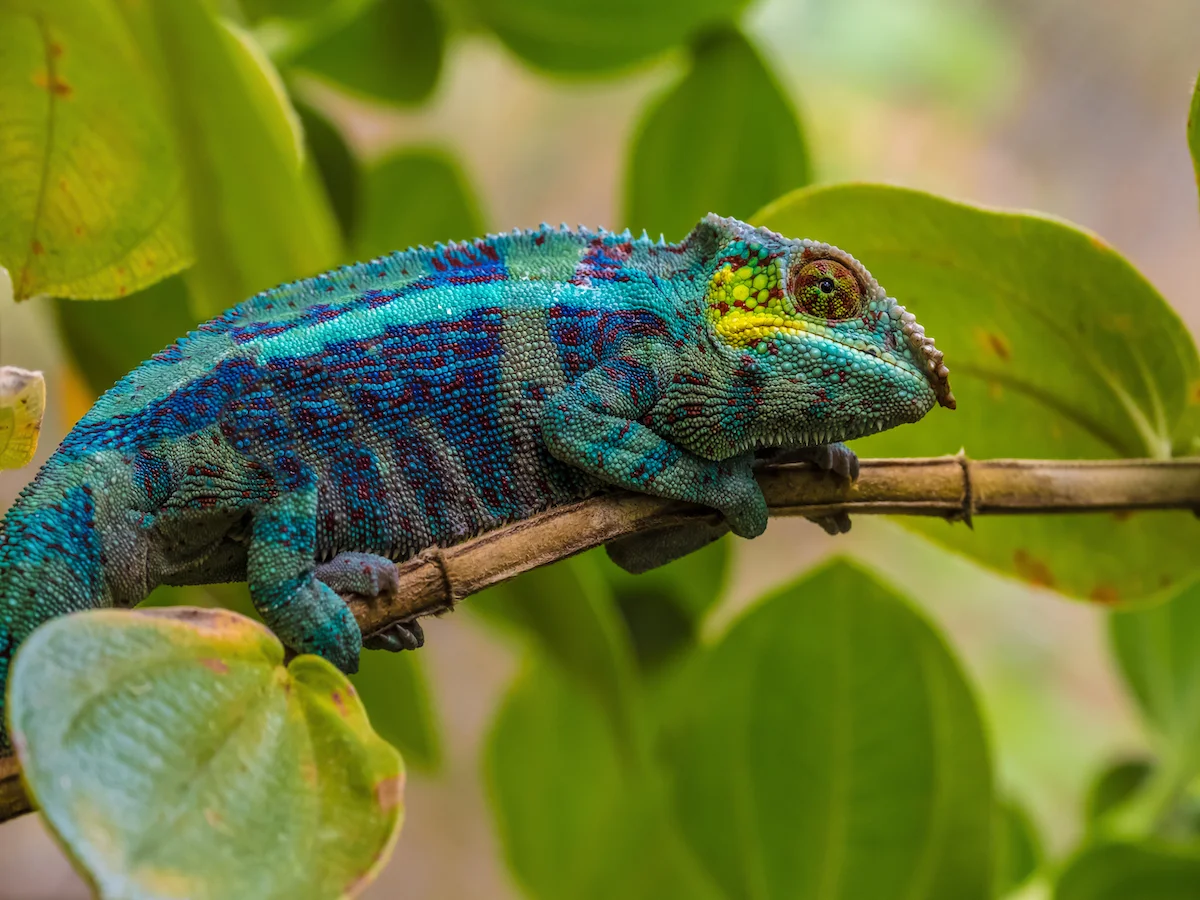 ANTANANARYWA - ANDASIBE